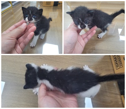 논산시 동물보호센터_444454202400882